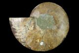 Agatized Ammonite Fossil (Half) - Madagascar #139683-1